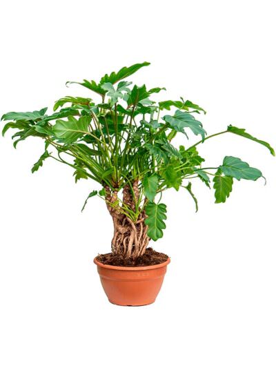 Philodendron Xanadu