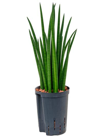 Sansevieria Cylindrica Spikes