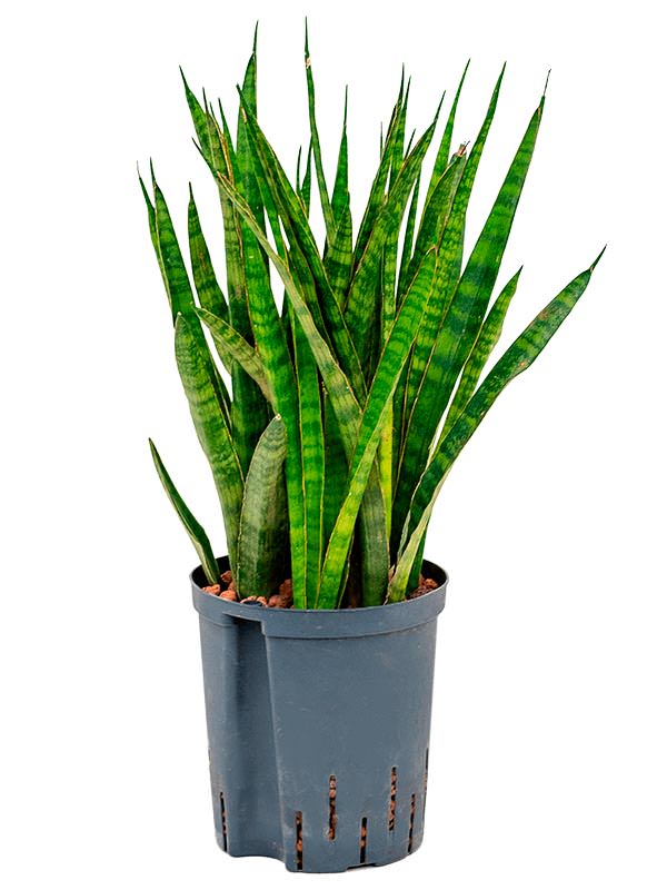 Sansevieria Kirkii