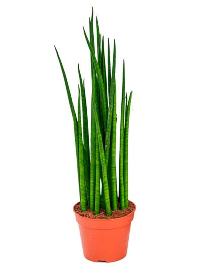 Sansevieria Mikado