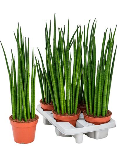 Sansevieria Mikado