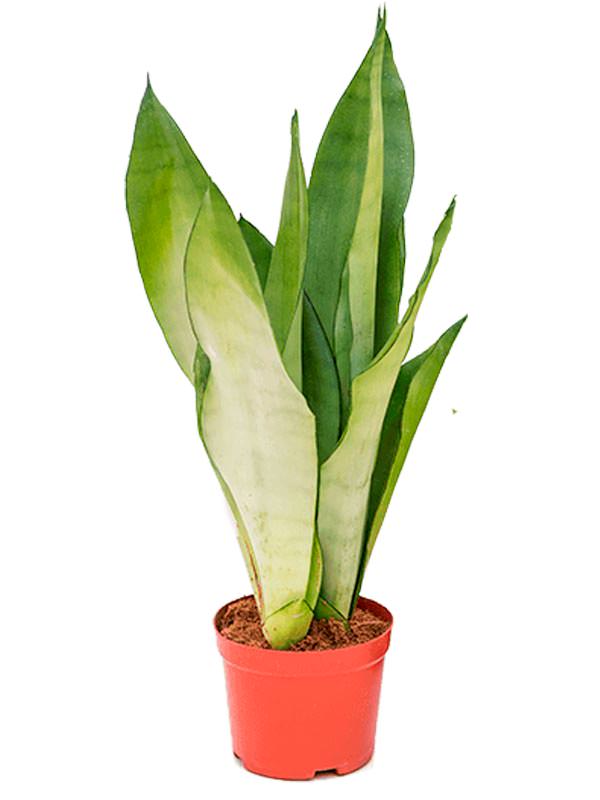 Sansevieria Moonshine