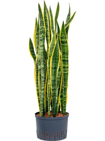 Sansevieria Trifasciata Laurentii