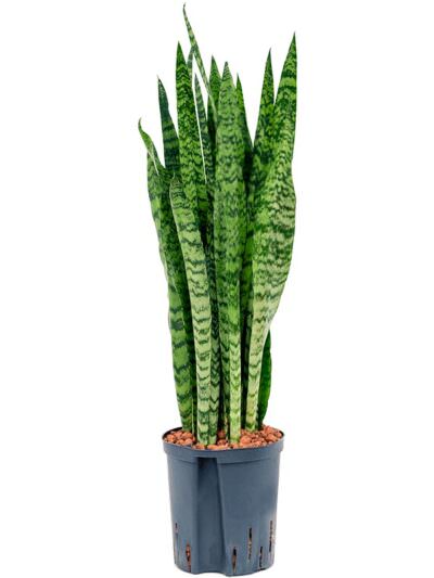 Sansevieria Zeylanica