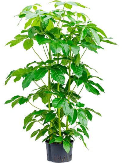 Schefflera Actinophylla Amate