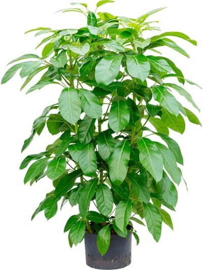 Schefflera Actinophylla Paradise