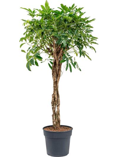 Schefflera Arboricola