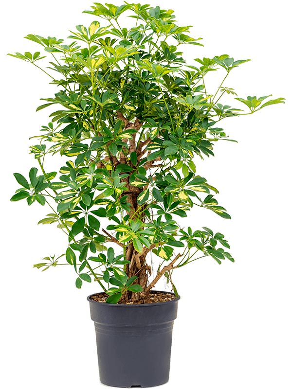 Schefflera Gold Capella