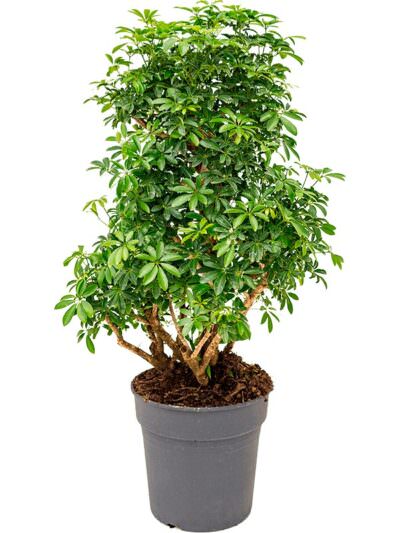 Schefflera Luseana