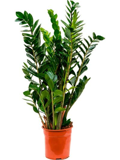 Zamioculcas Zamiifolia