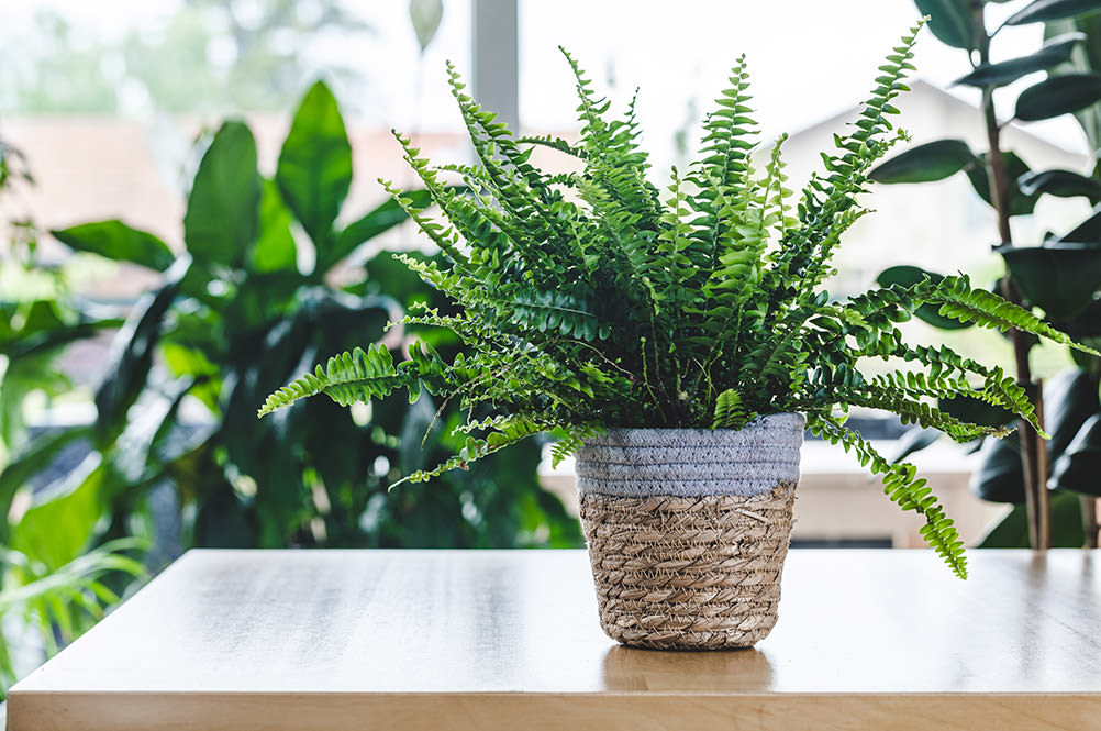 Ficus: Pianta da Interno Verde per Purificare Aria - Officina