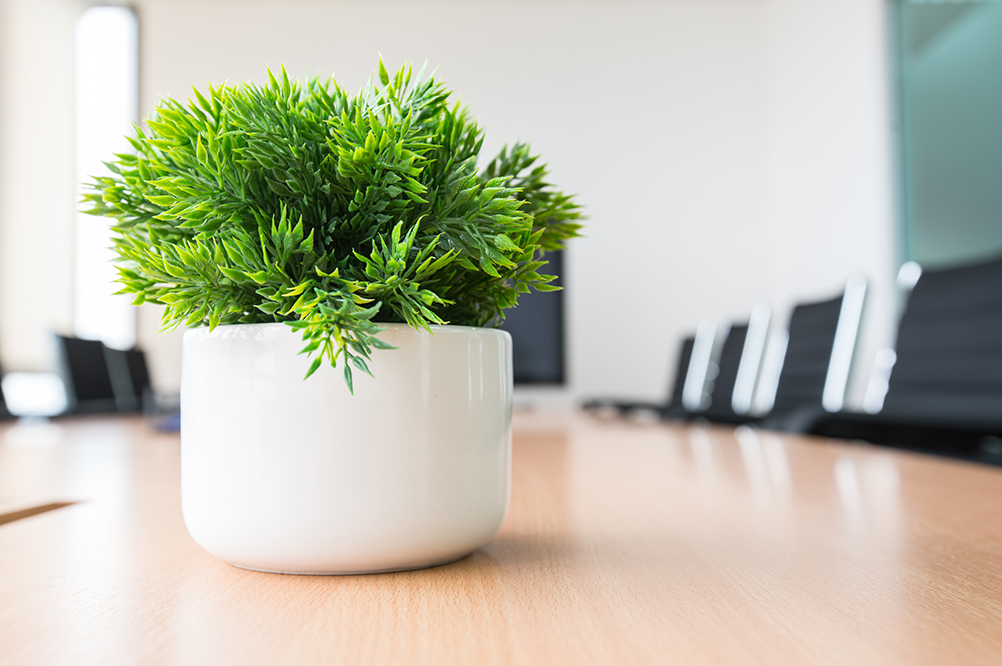 Quali sono le migliori piante da ufficio - Officina verde design