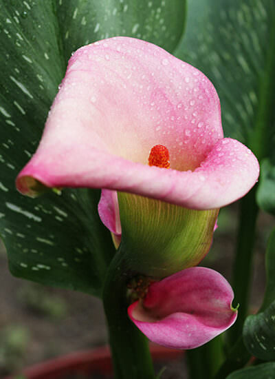 Fiori e composizioni per la Festa della Donna_3