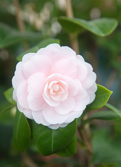 Camelia Japonica