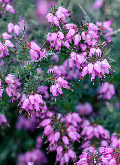 Erica Darleyensis