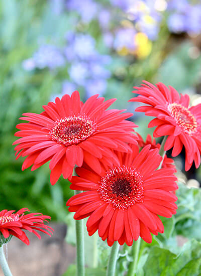 Gerbera