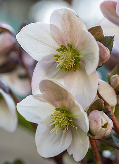 Helleborus