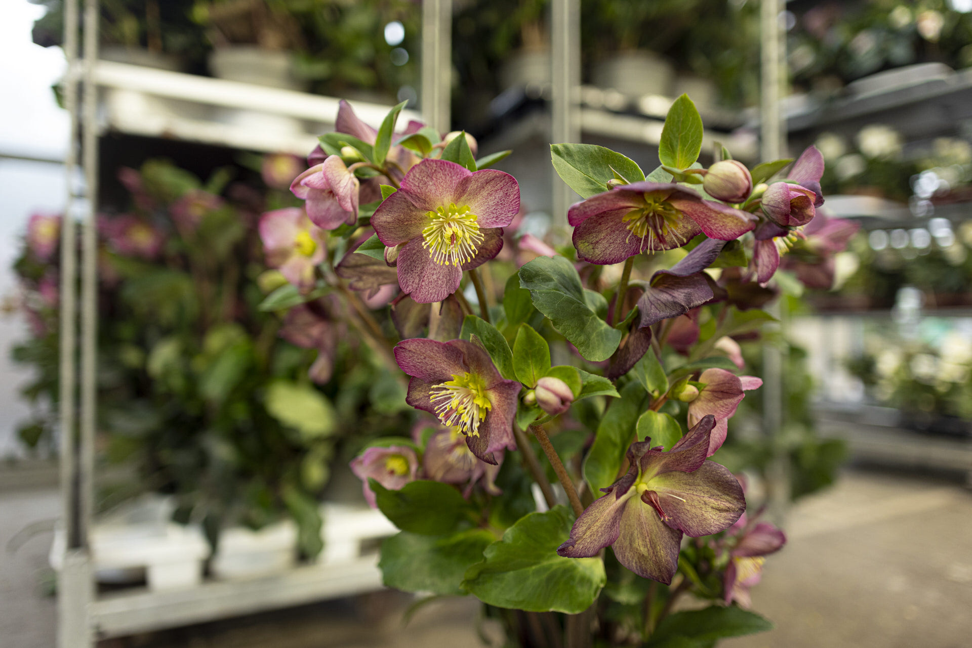 Helleborus