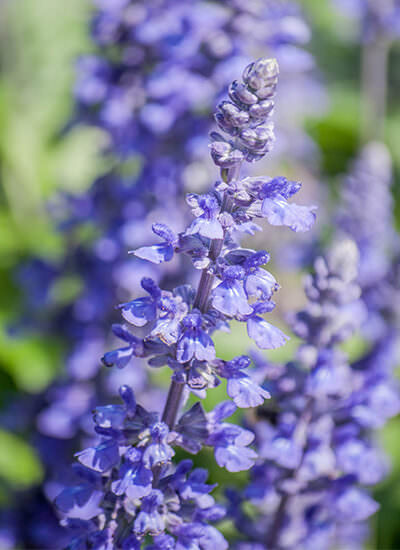 Lavanda