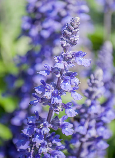 Lavanda: Fiore da Esterno Romantico e Provenzale - Officina verde