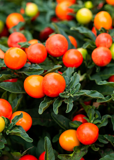 Solanum-Pseudocapsicum