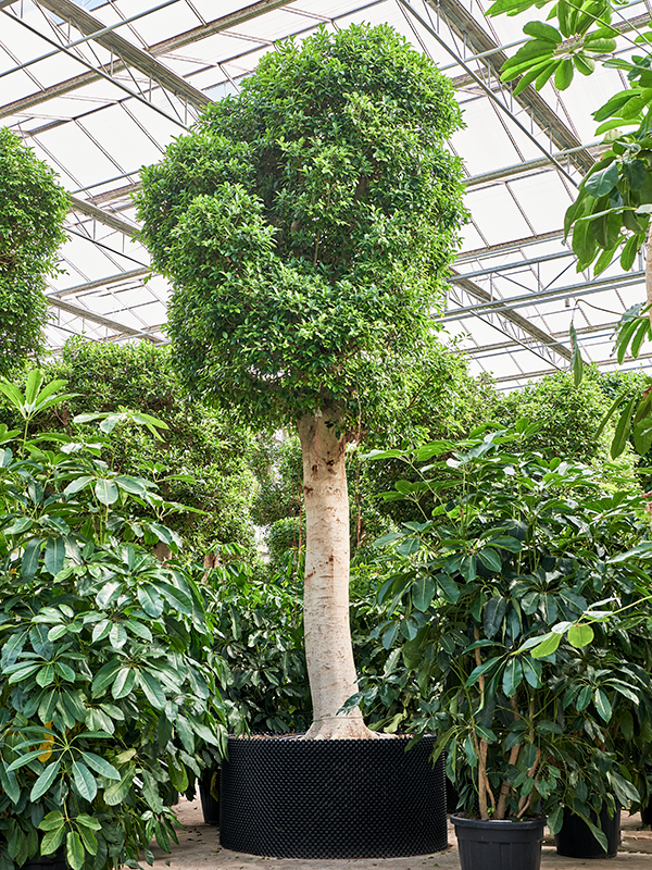 Ficus