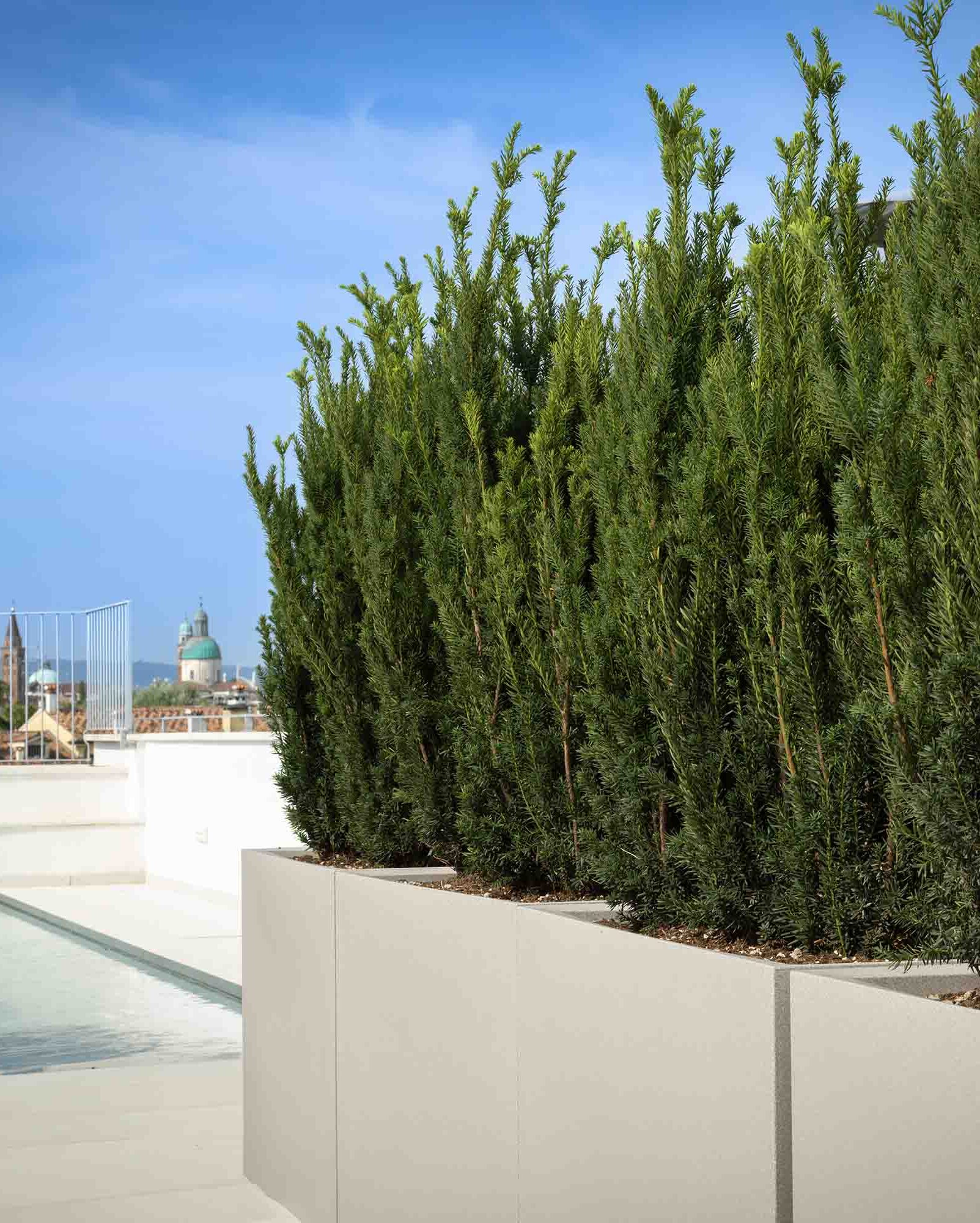 Oasi verde per un attico o terrazzo