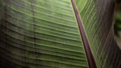 Pianta tropicale particolare