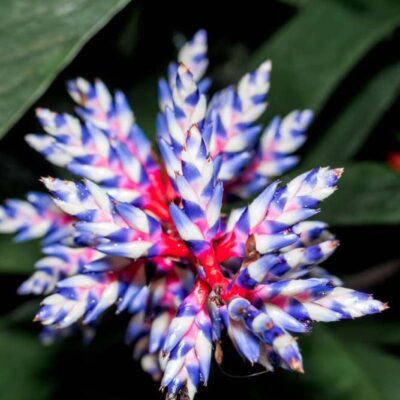 Aechmea Blu Rain