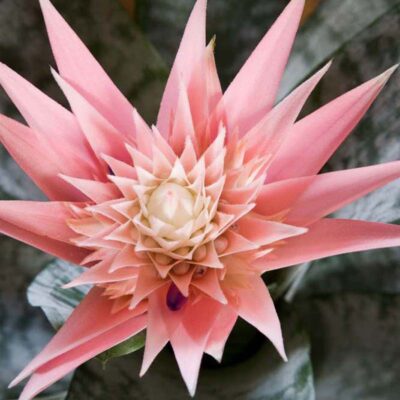 Aechmea Primera