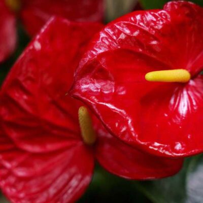 Anthurium Minnesota