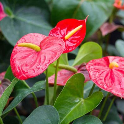 Anthurium andreanum
