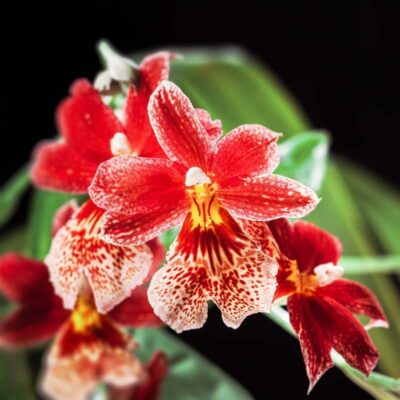 Orchidea Cambria