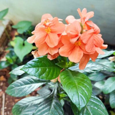 Crossandra