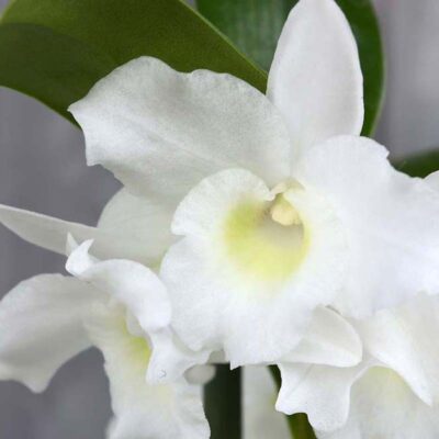 Orchidea Dendrobium