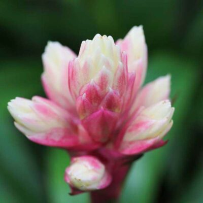 Guzmania Candy