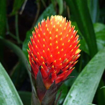 Guzmania Conifera