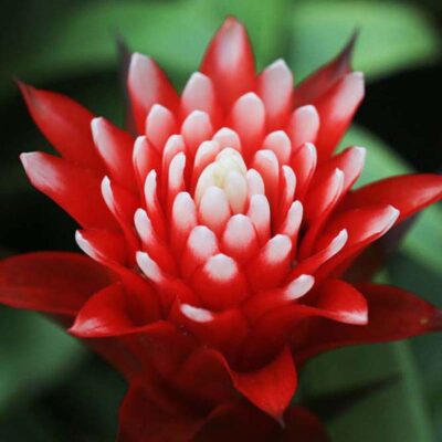 Guzmania Hope