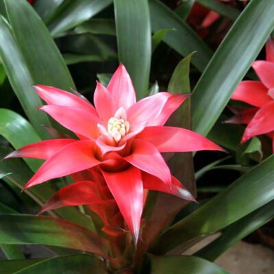 Guzmania Lingulata