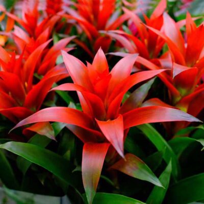 Guzmania Ostara