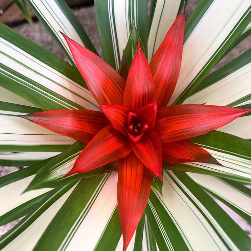 Guzmania Torch
