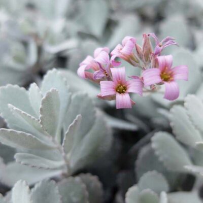 Kalanchoe pumila