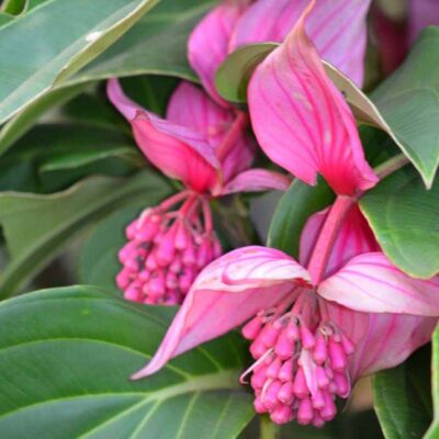 Medinilla