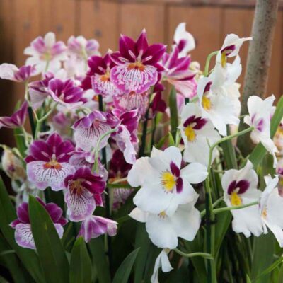 Orchidea Militonia