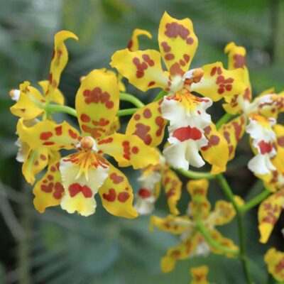 Orchidea Oncidium