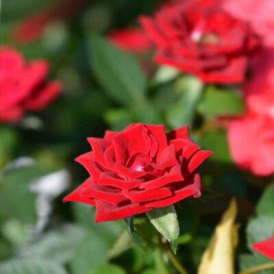 Rose Kordana