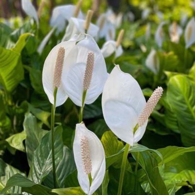 Spathiphyllum