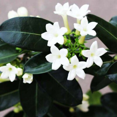 Stephanotis