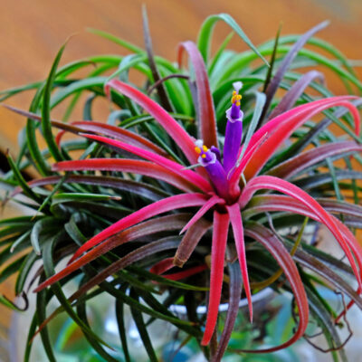 Tillandsia Ionantha