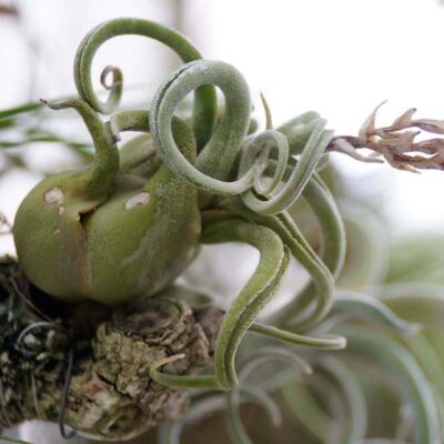 Tillandsia caput medusae
